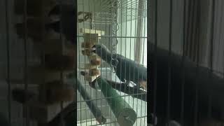 회색앵무 새장에 자작 앵무새 장난감 만들고 달아주었더니…