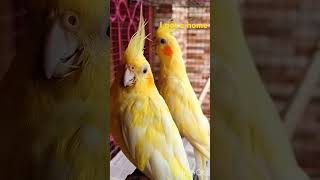 Welcome  #birds #cockatiel #na…