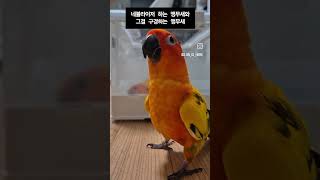 네뷸라이저 하는 앵무새와 그걸 구경하는 앵무새