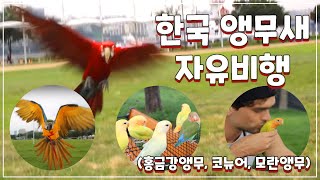 한국 앵무새 자유비행 - 홍금강앵무, 코뉴어, 모란앵무