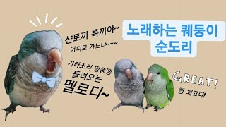 퀘이커앵무새 순도리♡부츄 (대to the박 노래, 말하기 새중에 최고!! 놓치면 후회각)