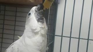 17살앵무새 다롱이의 이유식 시원한 먹방타임 유황앵무 …