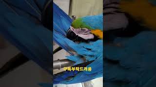 청금강앵무새 꼬리 가시깃 #shorts