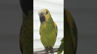 옐로우윙 아마존