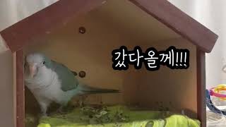 퀘이커 앵무새 말하는 영상 NO.1 갔다올께~ 갔다와!