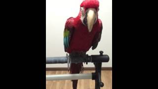 홍금강 안녕 말하기