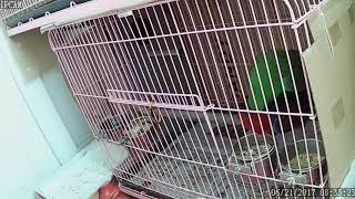 뉴기니아 와 마카우 뉴기니아 교미 영상 20170621 천둥 eclectus parrot mating