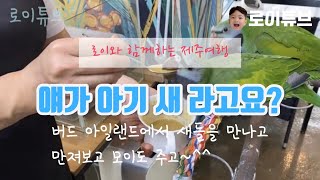 로이튜브/로이 제주도에 가다! 버드아일랜드 앵무새가 말…