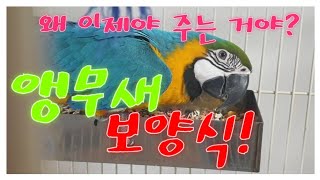 앵무새 보양식? 환절기에 챙겨주면 좋은 음식!