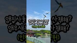 앵무새 키우는 사람들은 만나서 어떻게 산책해? #앵무새자유비행