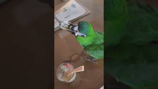 [한스마카우] 8개월인데 간식으로 이유식 먹는 앵무새 두루 #앵무새 #한스마카우 #animal #parrot #hansmacaw #반려동물 #반려조 #귀여운동물 #새 #bird
