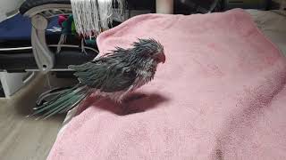 퀘이커(quaker) 목욕 후 드라이...