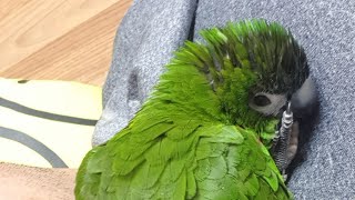 공서연(앵무새)한스마카우.잠투정.앵무새 소음.2020.…