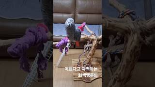 칭찬해 주면 좋아하는 회색앵무!!!