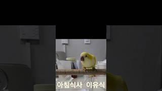 김하늘 아침이유식 @#하늘이#루티노퀘이커 앵무# 말하는…