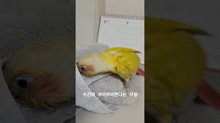 일반인들은 모르는 앵무새의 치명적인 매력 #코뉴어 #코…