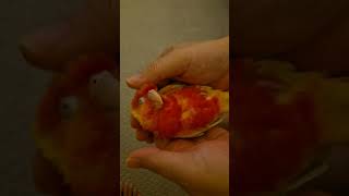  #petvlog #musicshirt #birds #…