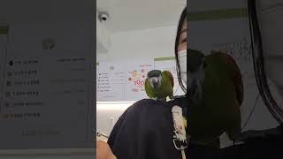 [Vlog 앵카페 일상] 한스마카우의 매력을 보고 힐링하세요❤️