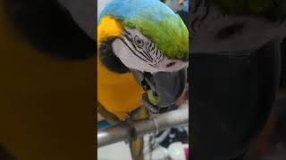 루카 샤인머스켓 먹방 #shorts #청금강