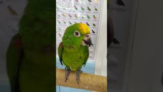 진영 앵무새마을 앵무새 카페 옐로우 크라운 아마존 터치하기