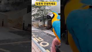 ㅋㅋ 귀엽다 #청금강 #청금강앵무새 #macaw #앵무…