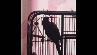 말잘통하는 앵무새