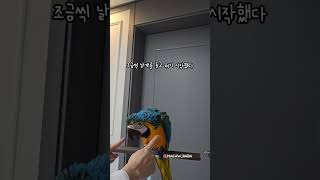 앵무새 만세 훈련 하는 과정