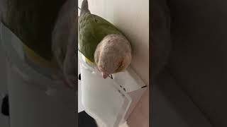 소망이의 일상(코뉴어)