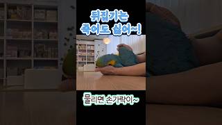 청금강 앵무새 뒤집기는 싫어!