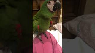 Severe macaw mimicking laugh!