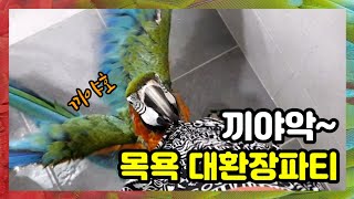 앵무새들은 목욕을 어떻게 하냐구요? 각자의 성격이 보이…