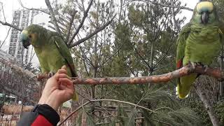 도심에서 반갑게 만난 앵무새  #parrot  #鸚鵡 …