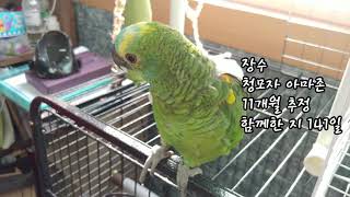 장수 귀여워 !!! !!! ㅣ 앵무새 브이로그