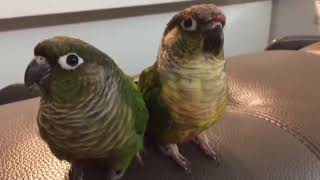 “랑이 록이” 이름 말하기~ speaking parro…