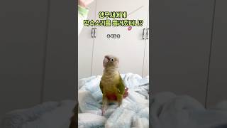 집사 박수에 춤추는 앵무새, 이 케미 어쩔..