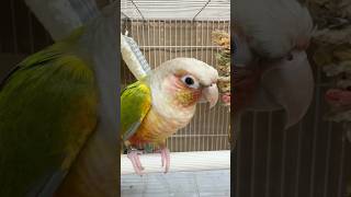 말 많은 앵무새 목청 체감,, #박앵초 #앵무새 #pa…