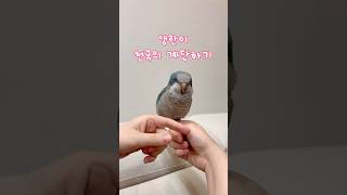 맘마먹고 운동하기 #천국의계단 #운동하는앵무새 #앵무새 #블루퀘이커