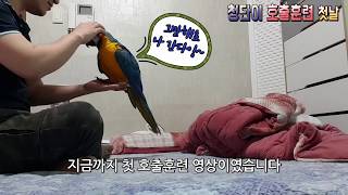 청단이(청금강앵무새) 첫 호출훈련 해봤습니다 Macaw…