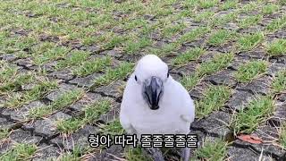 엄브렐라 코카투 앵무새 순무 | 앵무새와 짧은 산책 다녀오기