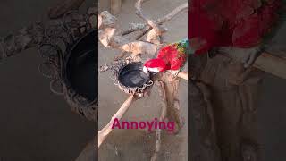 짜증나~                                                  #광주 #광주광역시 #광주우치동물원 #우치공원동물원 #홍금강홍이 #바다의왕자블로그