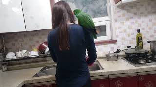 뉴기니아 앵무새