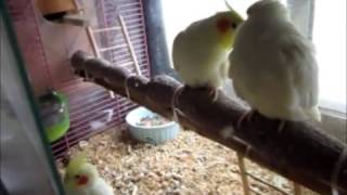 Cockatiel Common Sense Information (Speak in English and Korean)