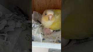 조생 2일차 | 코뉴어 |하루하니 | #birds #앵…