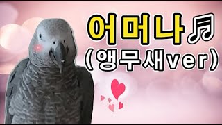 [수다쟁이 회색앵무 코코] EP39. 트로트 어머나♬에…