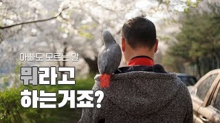 연구대상똘이회색앵무새 무슨말인지 저도 몰라요~~