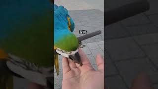 욕심쟁이 루카 #청금강 #shorts