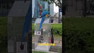 신난 청금강앵무새 루카 #shorts
