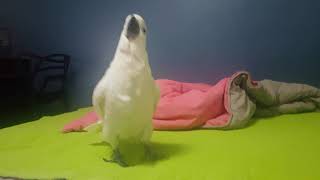 주인이랑 놀아주는 앵무새 유황앵무 코카투