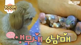아기 앵무새 6남매의 꿀보디가드 멍멍이 (심쿵주의) |…