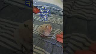 코뉴어 앵무새 아가앵무새가 엄마한테 걸어오는 사랑스러운…